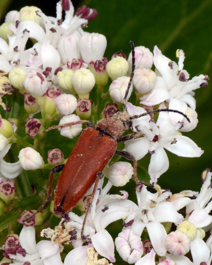 Stictoleptura rubra (femmina)